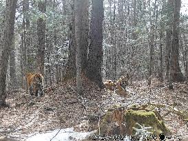 Xinhua Headlines: China mitigates human-tiger conflict as big cats make remarkable comeback