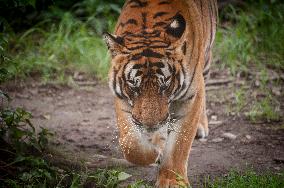 NEPAL-LALITPUR-INTERNATIONAL TIGER DAY