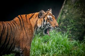 NEPAL-LALITPUR-INTERNATIONAL TIGER DAY