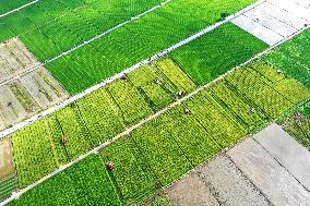 A Hybrid Rice Seed Production Base in Sanming