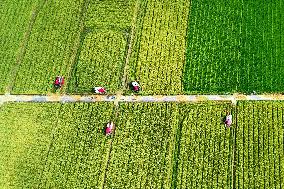 A Hybrid Rice Seed Production Base in Sanming