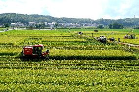 A Hybrid Rice Seed Production Base in Sanming