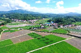 A Hybrid Rice Seed Production Base in Sanming