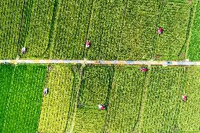 A Hybrid Rice Seed Production Base in Sanming