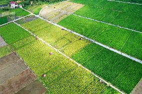 A Hybrid Rice Seed Production Base in Sanming