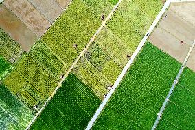 A Hybrid Rice Seed Production Base in Sanming