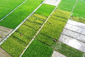 A Hybrid Rice Seed Production Base in Sanming