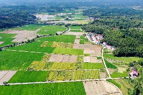 A Hybrid Rice Seed Production Base in Sanming