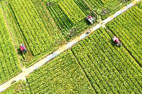 A Hybrid Rice Seed Production Base in Sanming