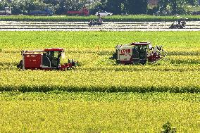 A Hybrid Rice Seed Production Base in Sanming