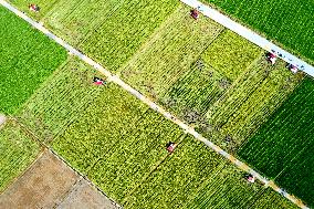 A Hybrid Rice Seed Production Base in Sanming