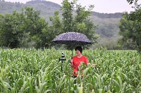 CHINA-SHANXI-CHANGZHI-HOMESTAY OWNER-MILLET FIELDS (CN)