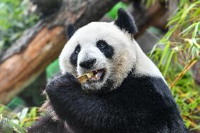 RUSSIA-MOSCOW-GIANT PANDA-BIRTHDAY