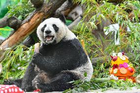 RUSSIA-MOSCOW-GIANT PANDA-BIRTHDAY