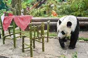 RUSSIA-MOSCOW-GIANT PANDA-BIRTHDAY