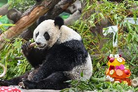 RUSSIA-MOSCOW-GIANT PANDA-BIRTHDAY