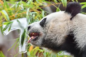 RUSSIA-MOSCOW-GIANT PANDA-BIRTHDAY