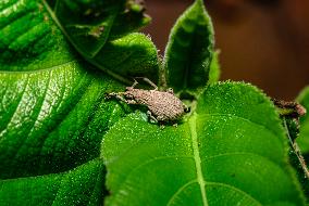 Weevil - Entiminae (Broad-nosed Weevil) - Animal India