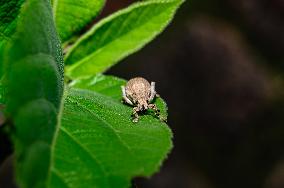 Weevil - Entiminae (Broad-nosed Weevil) - Animal India