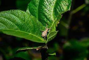 Weevil - Entiminae (Broad-nosed Weevil) - Animal India