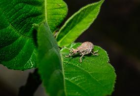 Weevil - Entiminae (Broad-nosed Weevil) - Animal India