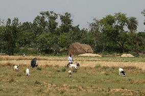 Daily Life In Najibabad