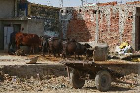 Daily Life In Najibabad