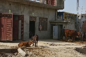 Daily Life In Najibabad