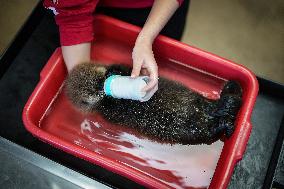 Sea Otter At Aquarium's Marine Mammal Rescue Centre - Vancouver