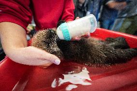 Sea Otter At Aquarium's Marine Mammal Rescue Centre - Vancouver