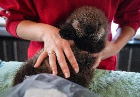 Sea Otter At Aquarium's Marine Mammal Rescue Centre - Vancouver