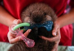 Sea Otter At Aquarium's Marine Mammal Rescue Centre - Vancouver