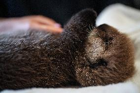 Sea Otter At Aquarium's Marine Mammal Rescue Centre - Vancouver