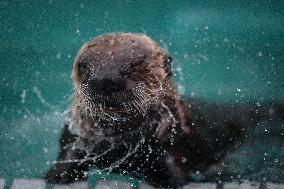 Sea Otter At Aquarium's Marine Mammal Rescue Centre - Vancouver