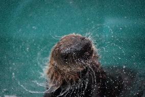 Sea Otter At Aquarium's Marine Mammal Rescue Centre - Vancouver