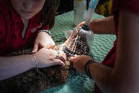 Sea Otter At Aquarium's Marine Mammal Rescue Centre - Vancouver