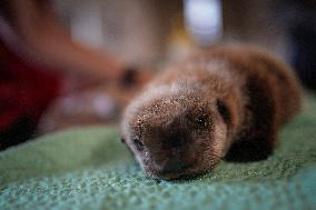 Sea Otter At Aquarium's Marine Mammal Rescue Centre - Vancouver