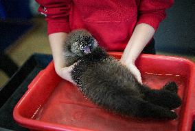 Sea Otter At Aquarium's Marine Mammal Rescue Centre - Vancouver