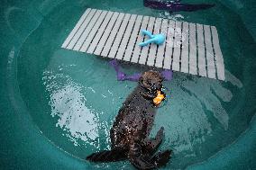 Sea Otter At Aquarium's Marine Mammal Rescue Centre - Vancouver