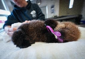 Sea Otter At Aquarium's Marine Mammal Rescue Centre - Vancouver