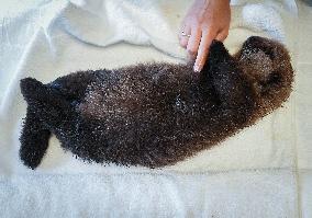 Sea Otter At Aquarium's Marine Mammal Rescue Centre - Vancouver