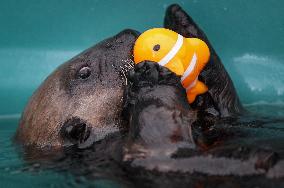 Sea Otter At Aquarium's Marine Mammal Rescue Centre - Vancouver