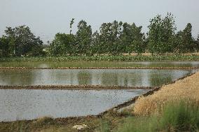 Daily Life In Jaspur