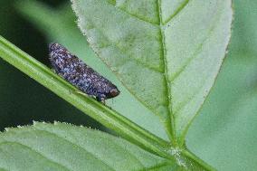 Japanese Leafhopper