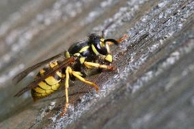 Eastern Yellowjacket Wasp