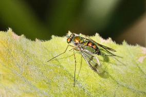 Long-legged Fly With Striped Wings