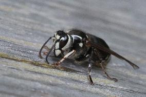 Bald-faced Hornet