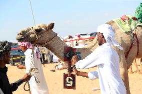 EGYPT-EL ALAMEIN-CAMEL RACE