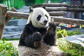 RUSSIA-MOSCOW-CHINA-GIANT PANDA-RU YI-BIRTHDAY