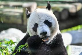 RUSSIA-MOSCOW-CHINA-GIANT PANDA-RU YI-BIRTHDAY